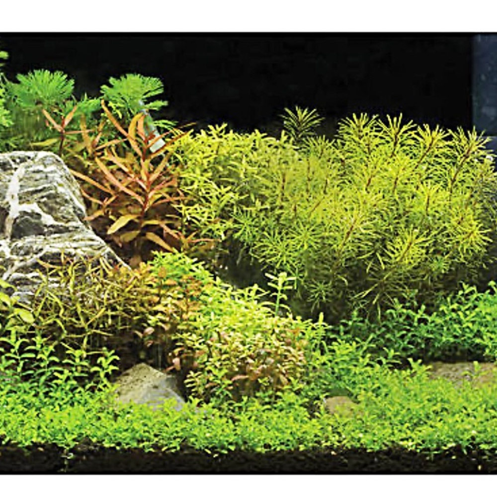 🆕 Top Fin® Underwater Garden & Riverbed Reversible Aquarium Background